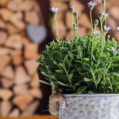 Appartement Wuenschendorf *